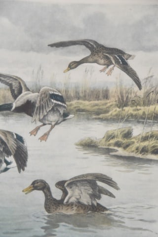 Georges Frederic Rotig Ducks Landing Etching - 2