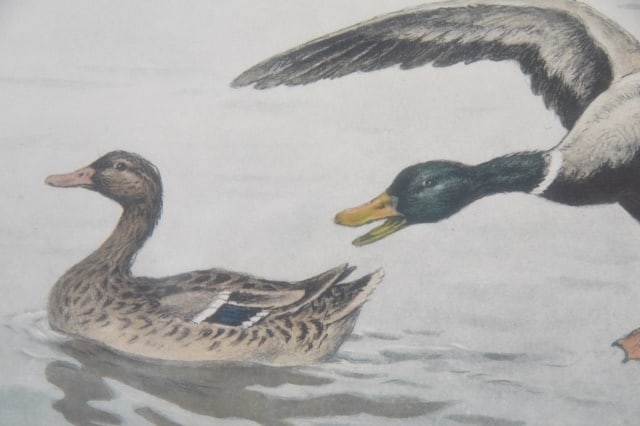 Georges Frederic Rotig Ducks Landing Etching - 4
