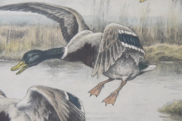 Georges Frederic Rotig Ducks Landing Etching - 5