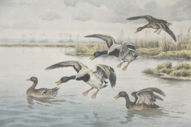 Georges Frederic Rotig Ducks Landing Etching - 6