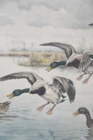 Georges Frederic Rotig Ducks Landing Etching - 8