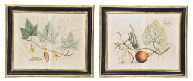 Pair Antique Botanical Illustration Prints: Pair Antique Botanical Illustration Prints From the Gourd Family.Prints are elegantly housed in matching historical black and gold matted frames.Framed measures 18.5 inches x 22.5 inches, art 14
