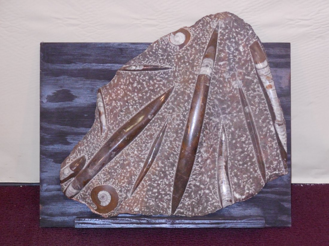 Mortality Slab Cephalopod & Nautilus Fossils: Large plate with cephalopod & nautilus fossils from a major extinction event. The fossils have been brought to a high polish and th matrix war left as it appeared, with numerous background hammer or c