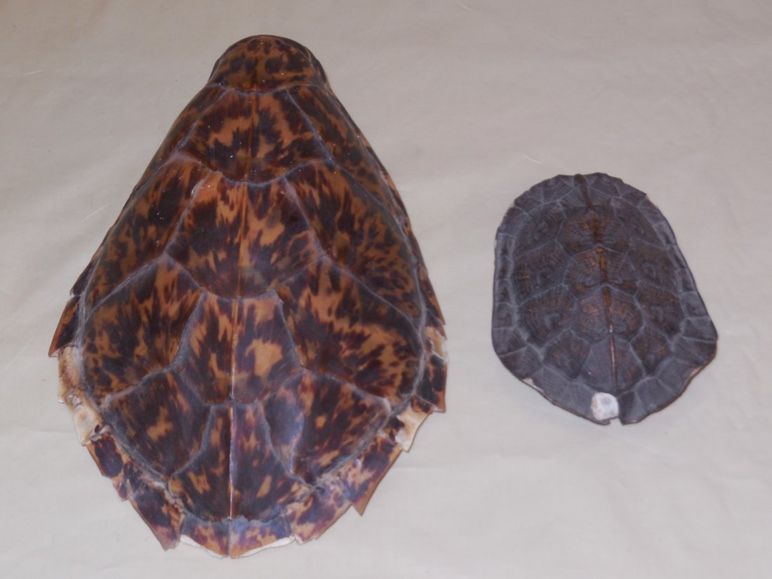 Lot of 2 Turtle/Tortoise Shells: A lot of two turtle/tortoise shells. The larger shell measures 10" W x 7" D x 3 1/2" H. The smaller shell measures 5 3/8" W x 4" D x 2 3/8" H. Both in good condition.
