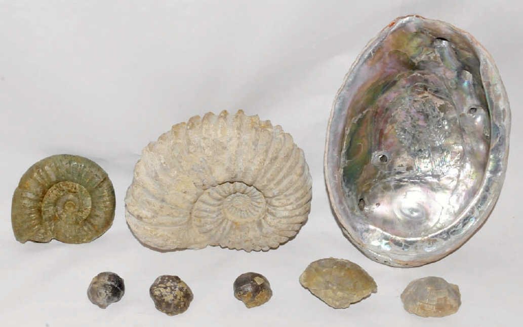 Lot of 9 Pieces MOP Ammonite Molluscs etc: Large fossil lot with two large Ammonite or Nautilus fossils at 6" x 4.5" x 2.5" and 3.5" x 3" x 1", a large seashell with gorgeous mother of pearl interior at 8" by 5.5" by 2" high and several (6) fo