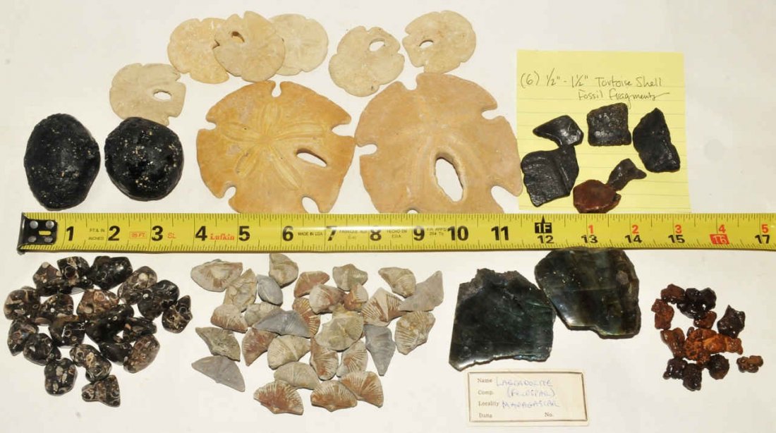 65+ Fossil Sand Dollars Tortoise Geology etc: Large Lot of 65+ fossils and geology specimens. Lot includes: (8) pieces 3 million year old Arrowhead Sanddollars found in South Carolina ranging 1.5" x 2" to 3.5" to 4", (6) pieces tortoise shell fra