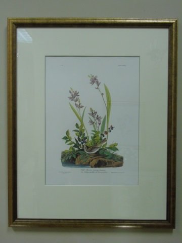 Audubon Framed Floral & Bird Print Field Sparrow: Audubon framed floral and bird print of a field sparrow. 28 3/4" W x 35 1/2" H. Excellent condition.