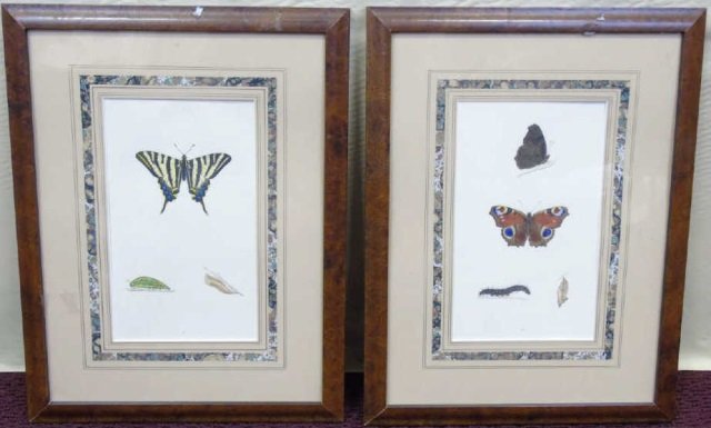 Pair of Antique British Butterfly Prints: Pair of antique British butterfly prints. Hand colored. By Rev. F.O. Morris. Original print was published in 1853 by Groombridge and Sons in London. Each measures11" W x 14 3/4" H.
