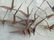 Mid Century Modern Garden Bird Sculpture - 4