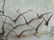 Mid Century Modern Garden Bird Sculpture - 5