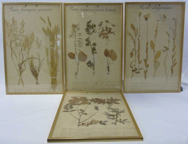 Set of 4 Antique French C 1900 Botanical Studies (1 of 5)