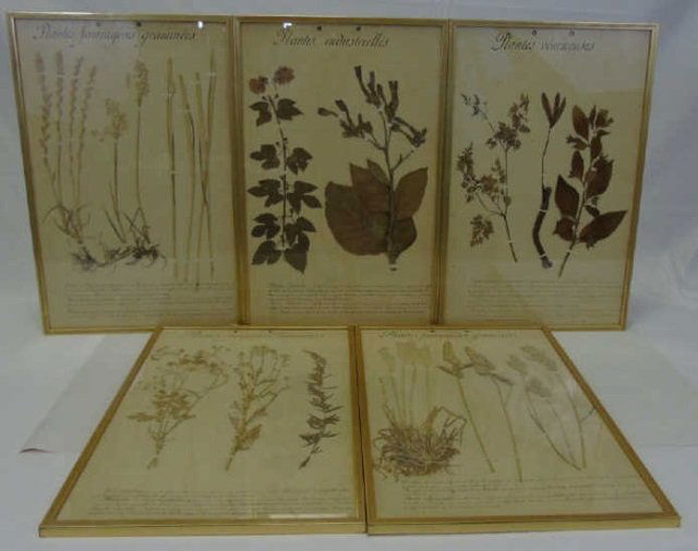 Set of 5 Antique French C 1900 Botanical Studies (1 of 6)