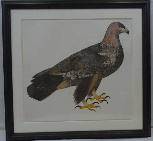 Custom Framed Ornithological Print of an Eagle (1 of 3)