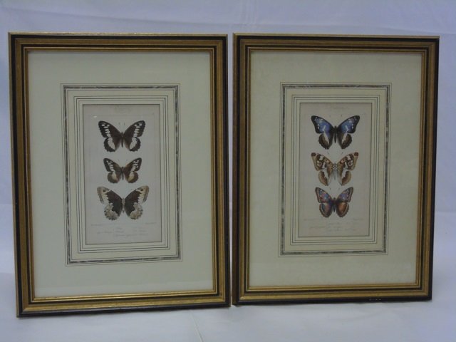 Pair of Framed Butterfly Prints (1 of 5)