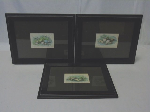 Lot of 3 Bird's Egg Prints Wyman & Sons, Ltd. (1 of 8)