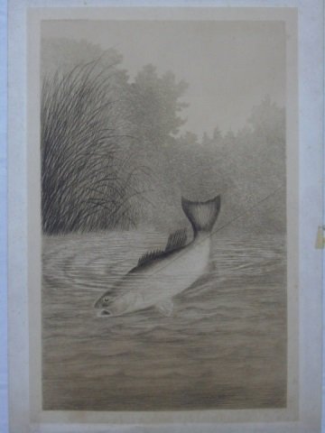 Antique American 19th C Engraving of a Bass (1 of 4)