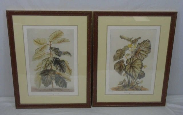 Pair Contemporary Framed & Matted Botanical Prints (1 of 9)
