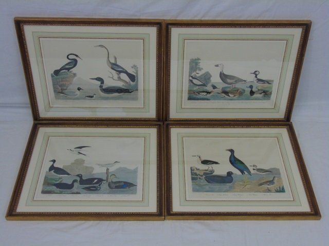 Four Framed Hand Colored Engravings of Ducks (1 of 7)