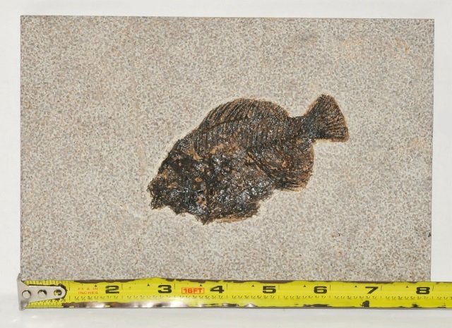 Large Fossil Priscacara Fish in Matrix (1 of 4)