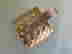 item-46107001=7