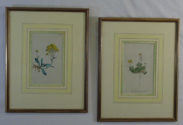 Antique Botanical Print 1791 George Pressant (1 of 5)