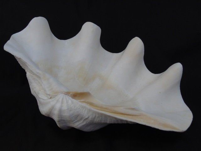 Natural Specimen Giant Clam Shell 13 Inches Wide (1 of 3)