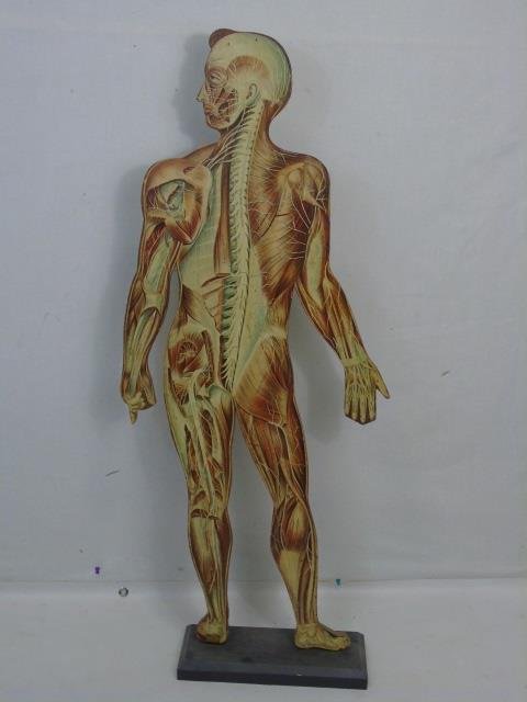 Antique Table Top Standing Medical Model on Base: Antique Table Top Standing Medical Model on Base. Showing the bones, organs and muscles.