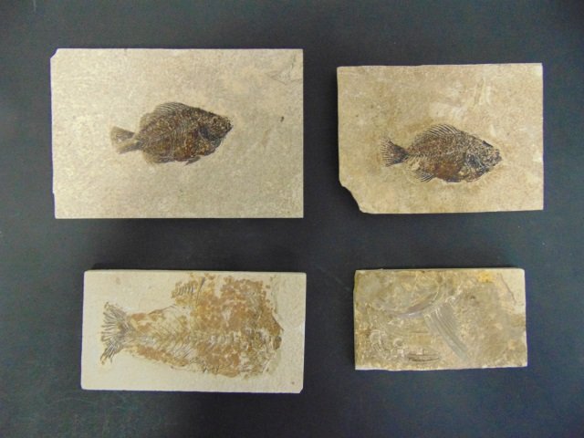 Collection of Ancient Fossils in Stone Panels (1 of 7)