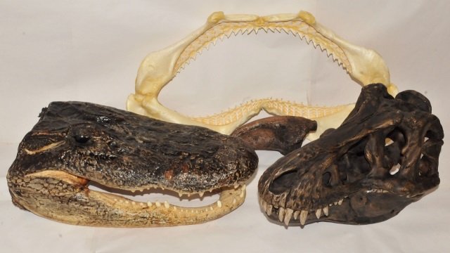 Lot of Alligator Head & Shark Jaws & 2 Other: This lot of four pieces contains a tanned alligator head and a shark jaws with teeth. Included are also a resin-cast of a raptor claw and a plaster cast of a carnivorous dinosaur in two separate piece