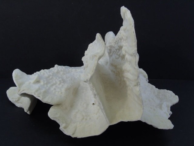 Very Large Specimen Natural White Cup Coral (1 of 4)
