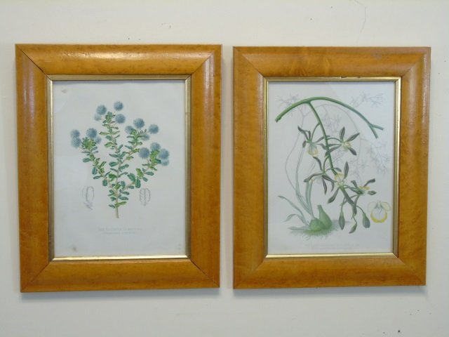 Pair Bird Eye Maple Frame Antique Botanical Prints (1 of 4)