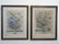 Pair Framed Vintage Color Lithograph Botanicals