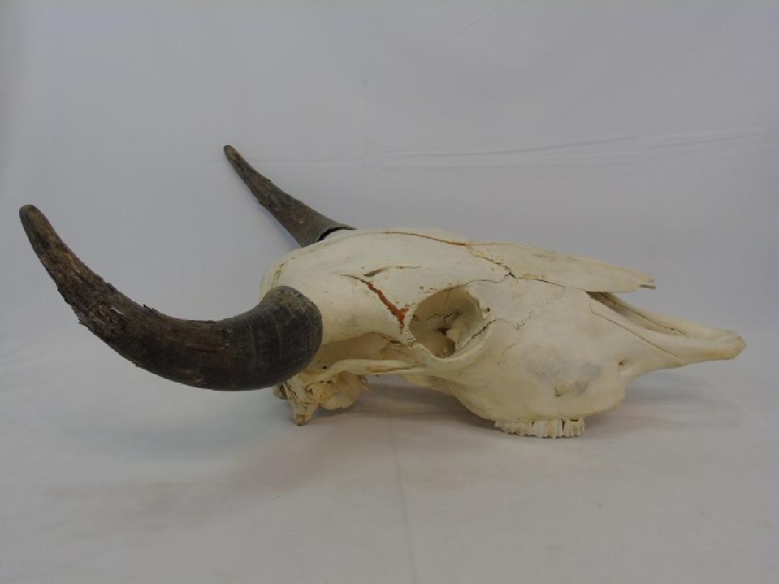 Wall Mount Real Cow Skull with Horns New Mexico (1 of 4)