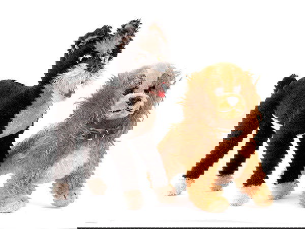 Schuco - "Bigo-Bello" Lady Dog: Schuco - "Bigo-Bello " Lady Dog - 1960's - black and white plastic eyes - felt eye lashes - rust and apricot mohair - black moulded plastic nose - black stitched mouth - airbrushed features - label to