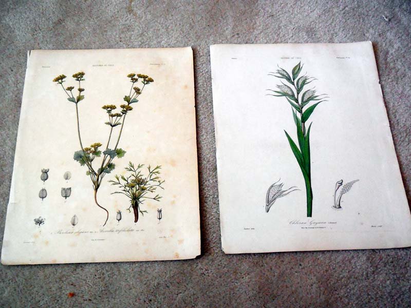 4 Colored Engravings From The Historia De Chile: Gay, Claudia 4 large botanical prints from between 1840 and 1870 from the Historia De Chile1. 1.Chloraea Gayana 2.Bowlesia Elegians & Azorella Trifoliolata 3.Carica Pyriformis 4.Eritrichium Phaceloide