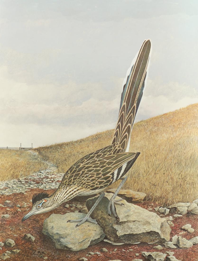Scott & Stuart Gentling , Roadrunner, Plate: XLIII,: Roadrunner, Plate: XLIII, offest lithograph, 25 1/2 x 19 3/4, This work hung in the Bird Café in the historic Land Title Building at 155 East 4th St in Fort Worth.