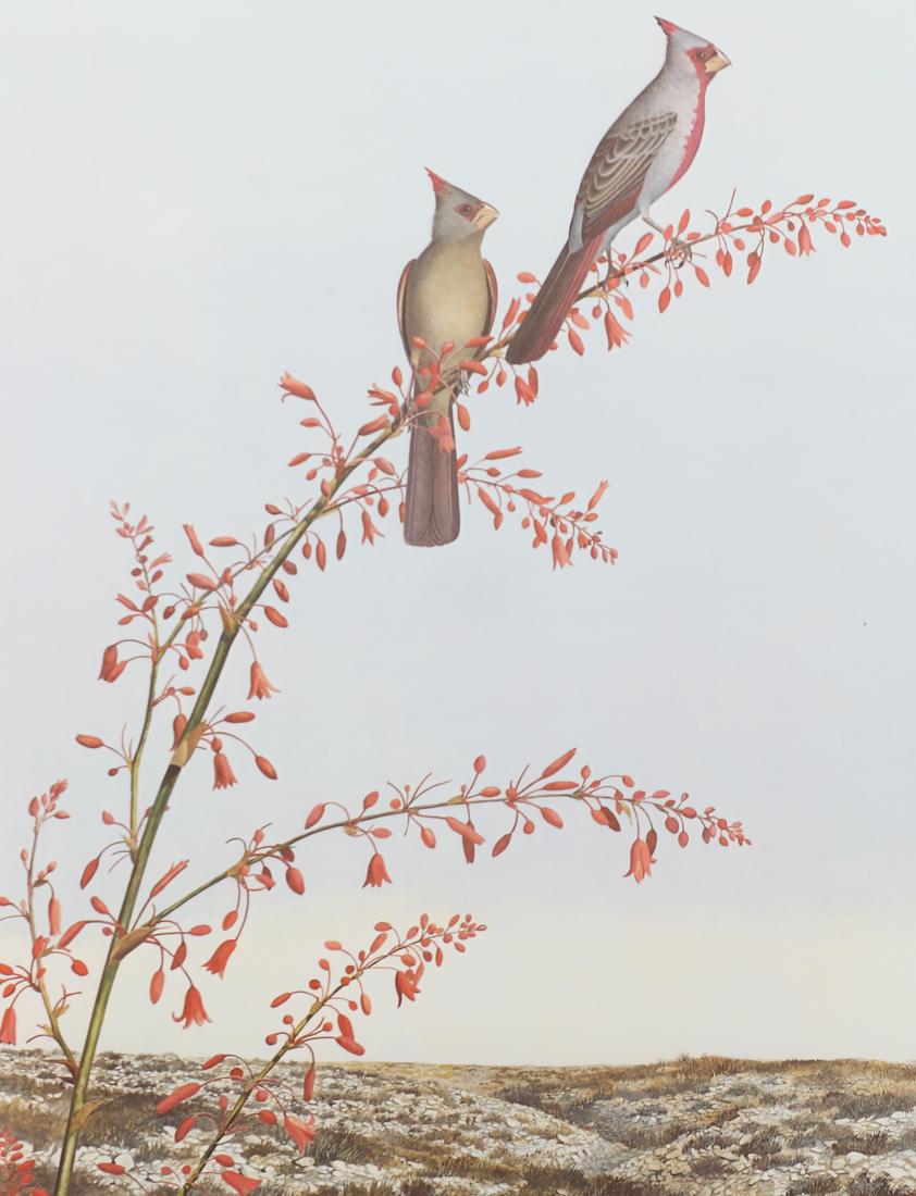 Scott & Stuart Gentling , Pyrrhuloxia, Plate: XXXIV,: Pyrrhuloxia, Plate: XXXIV, offest lithograph, 25 1/2 x 19 3/4, This work hung in the Bird Café in the historic Land Title Building at 155 East 4th St in Fort Worth.