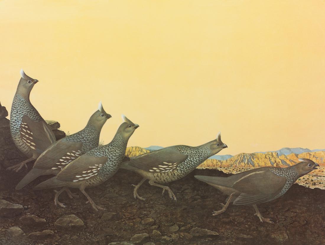 Scott & Stuart Gentling , Scaled Quail, Plate XXV,: Scaled Quail, Plate XXV, offest lithograph, 25 1/2 x 19 3/4, This work hung in the Bird Café in the historic Land Title Building at 155 East 4th St in Fort Worth.