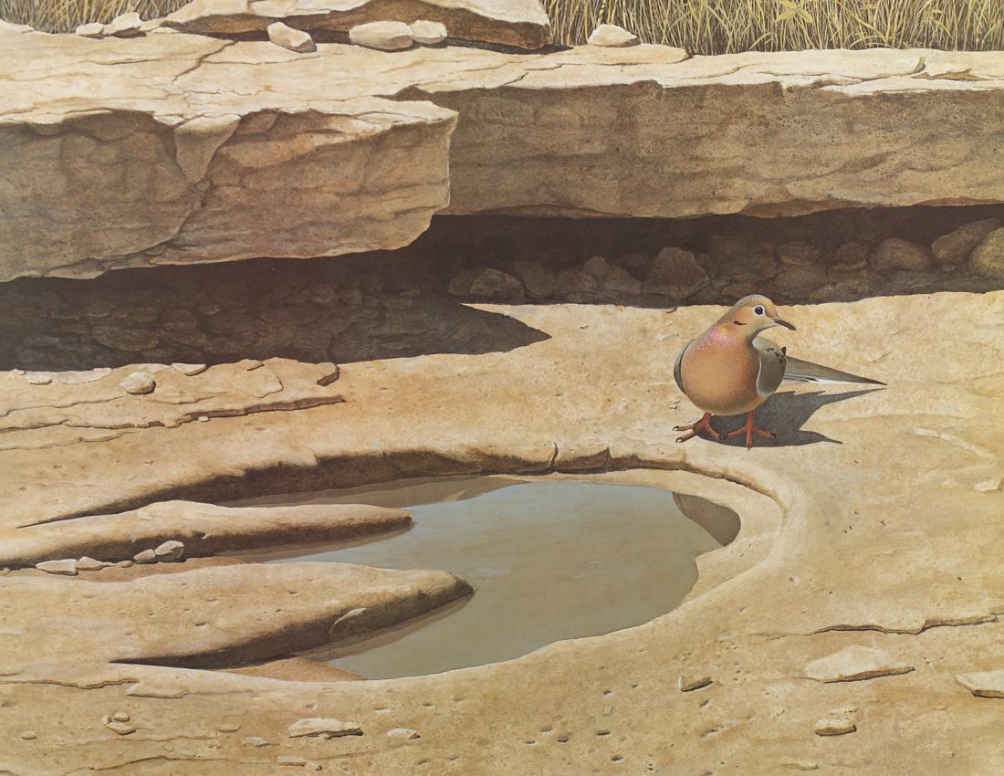 Scott & Stuart Gentling , Mourning Dove, Plate XXXI,: Mourning Dove, Plate XXXI, offest lithograph, 25 1/2 x 19 3/4, This work hung in the Bird Café in the historic Land Title Building at 155 East 4th St in Fort Worth.