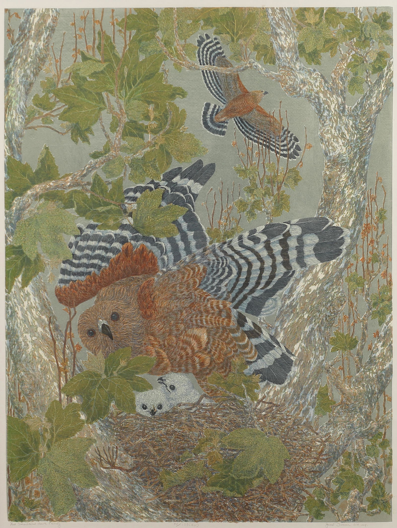 Janet Turner (Am. 1914-1988), Red-Shouldered Hawk (1 of 1)