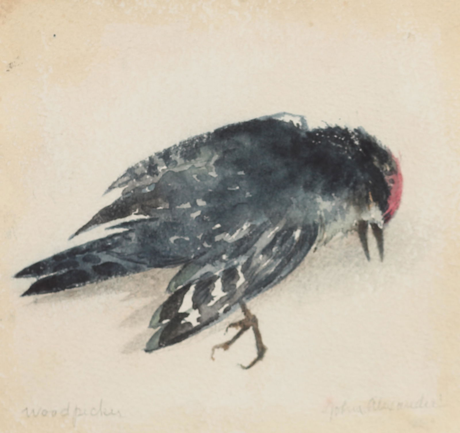 John Alexander (Am. Bn. 1945-), Woodpecker Sleeping,: Woodpecker Sleeping, 2001, watercolor on paper, 6 1/2 x 7, signed across bottom: Woodpecker, John Alexander