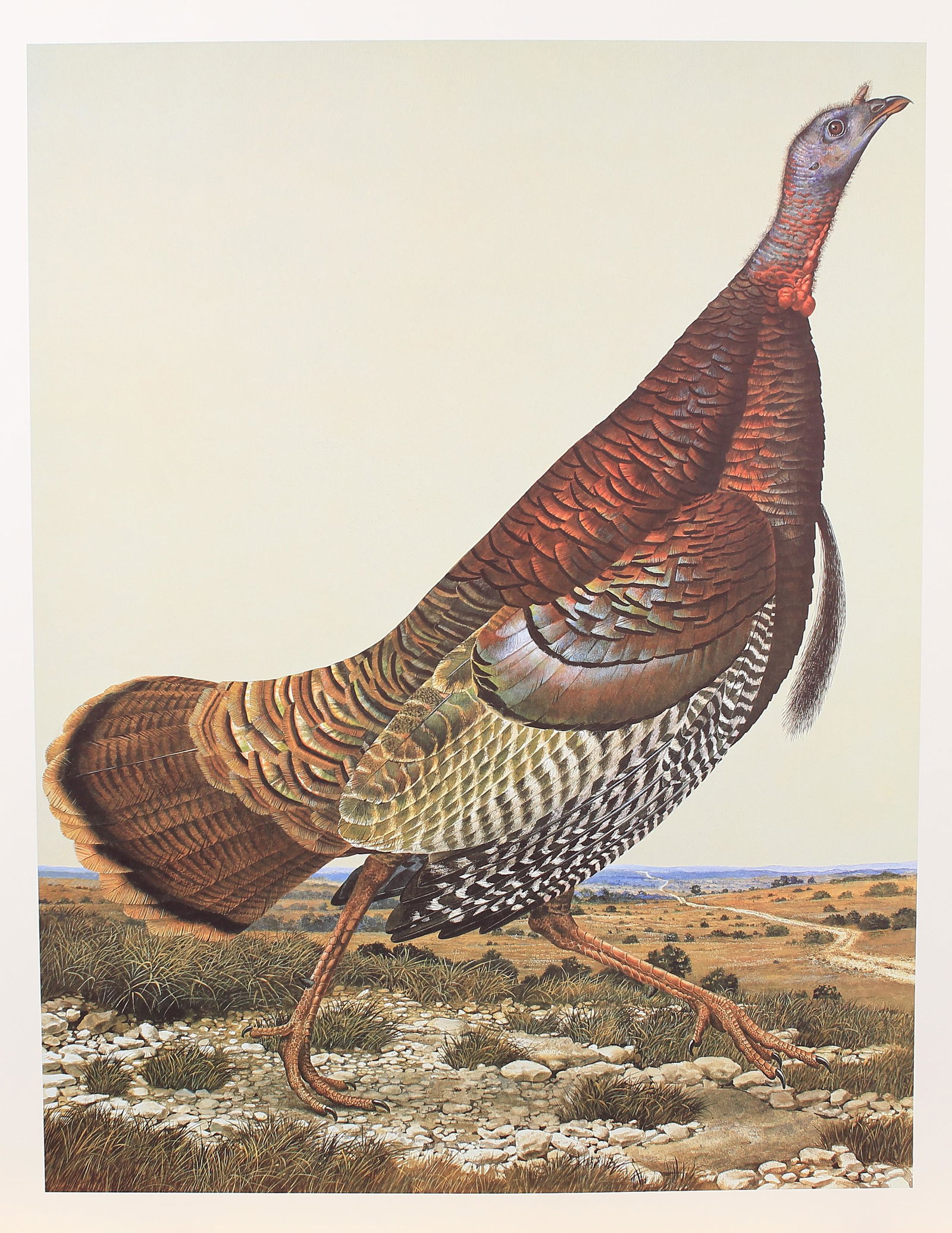 Scott and Stuart Gentling (Am. 20th/21st Cent.), Of Birds and Texas,  51/500 limited edition copies (1 of 3)