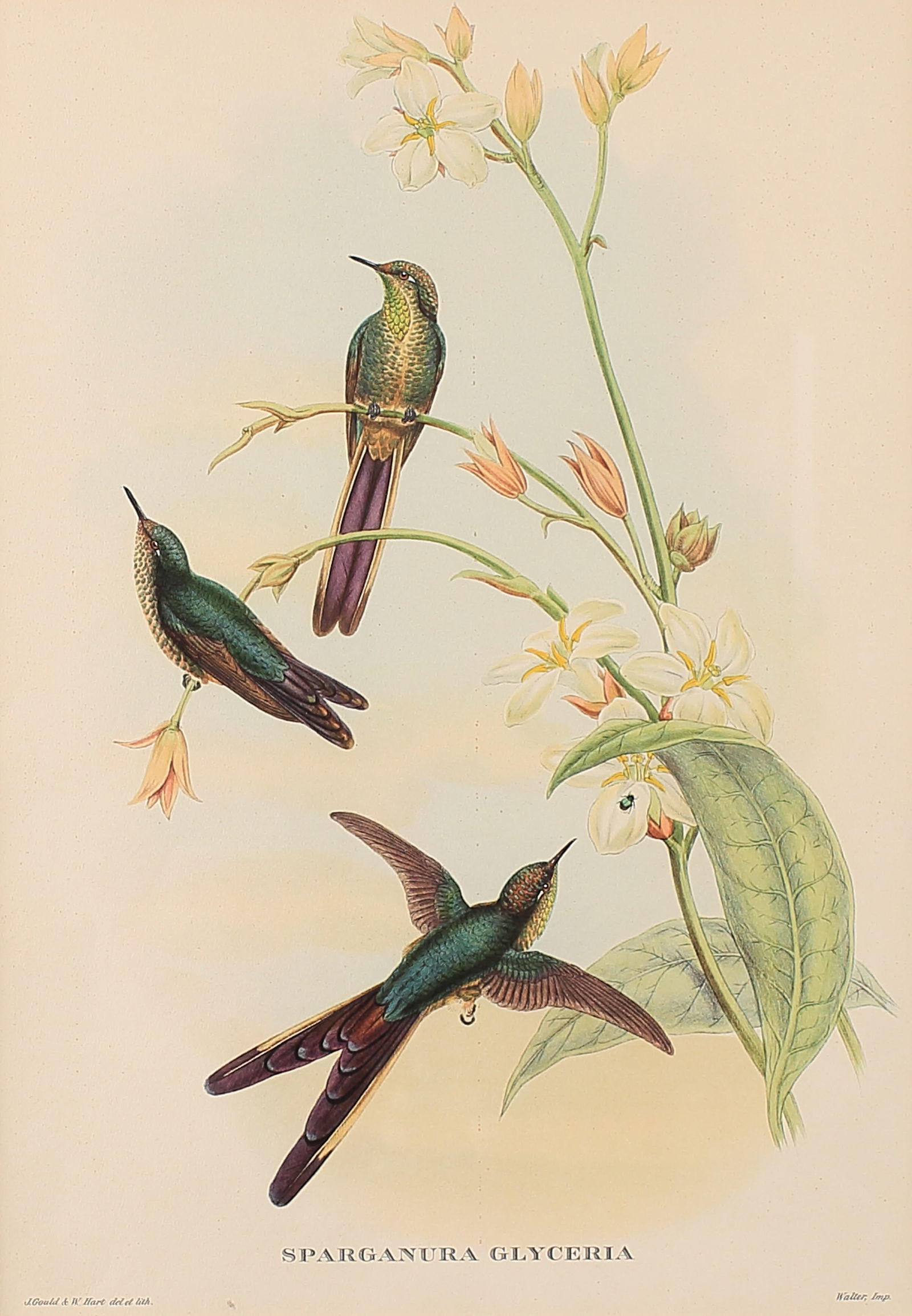 John Gould & William Hart (Am. 1804-1881), Set of Three Works: Set of Three Works: (1) Sparganura Glyceria, color lithograph 16 x 11, printed across bottom: J. Gould & W. Hart, Sparaganura Glyceria, Walter, Imp; (2) Dorifera Veraguensis, color lithograph 16 x 11;