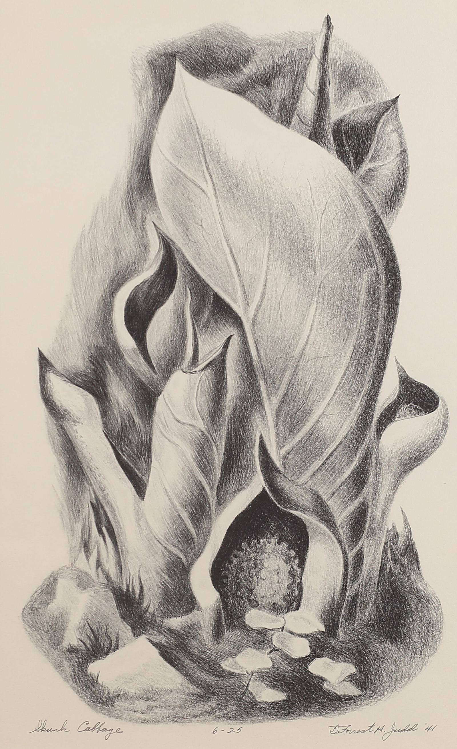 Deforrest Judd (Am. 1916-1993), Skunk Cabbage, ed. 6/25, 1941, lithograph (1 of 1)