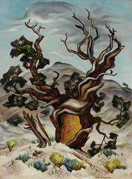 187: Cinderland Cedar, 1943