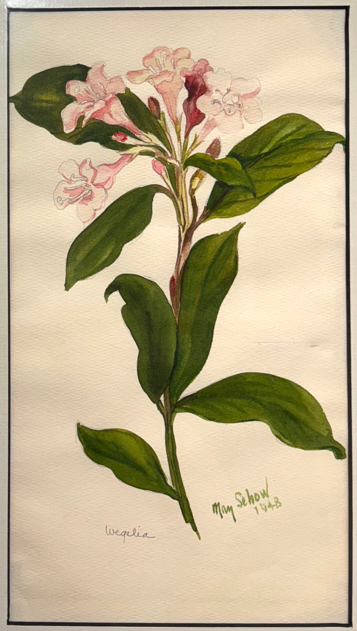 May Schow (Am. 1895-1976), Set of Two Works: (a) Weigela, 1948, watercolor on paper 11 1/4 x 6 1/4, (1 of 2)