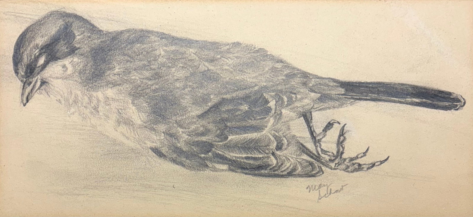 May Schow (Am. 1895-1976), Set of Two Works: (a) Weigela, 1948, watercolor on paper 11 1/4 x 6 1/4, - 2