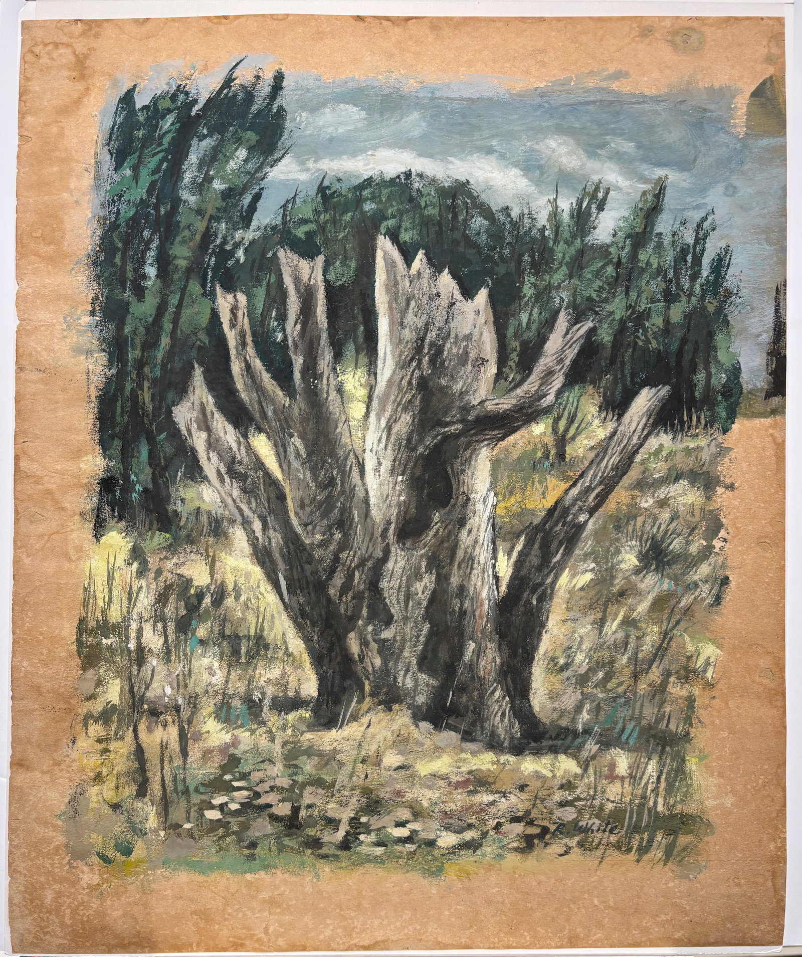 Ralph White, Jr. (Am. 1921-2004), Cedar Stump: Cedar Stump, watercolor on paper, 18 x 14, signed lower right: R. White