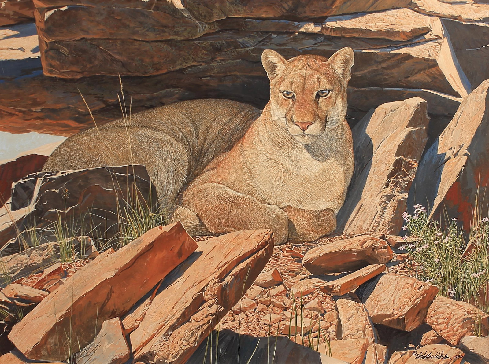 Nicholas Wilson (Am. b. 1947), Mountain Lion, © 1990 (1 of 1)