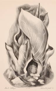 Skunk Cabbage, 1941: Judd, DeForrest (Am. 1919-1993) Skunk Cabbage, 1941 lithograph 20 x 13 SLR: DeForrest Judd 41